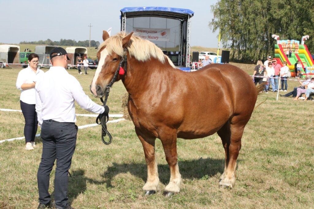 imprezy Giżycko