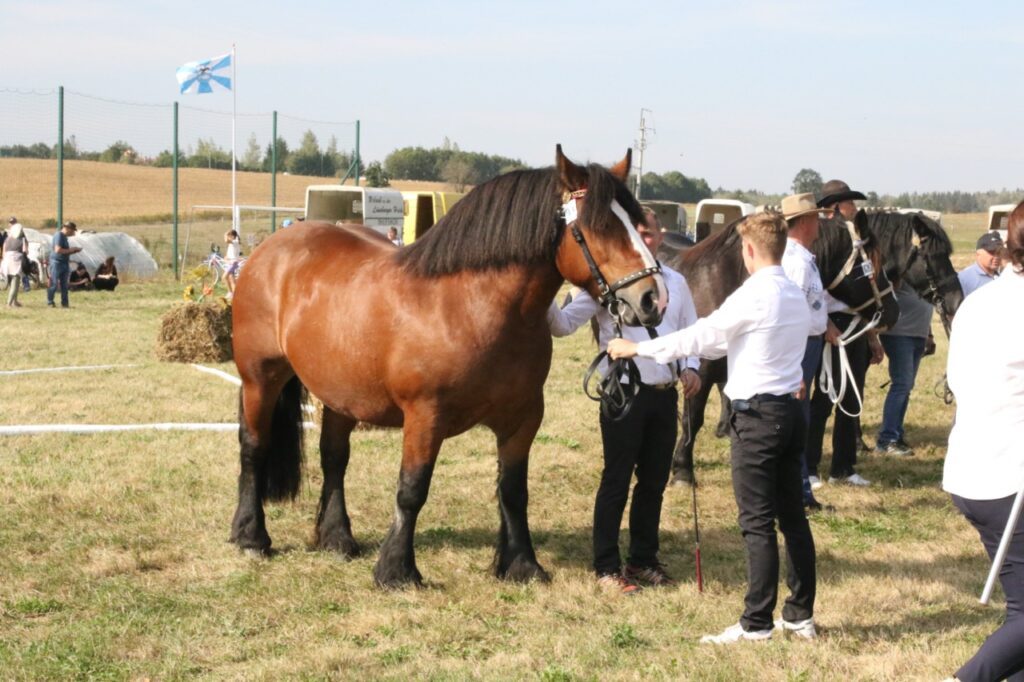 wydarzenia Giżycko
