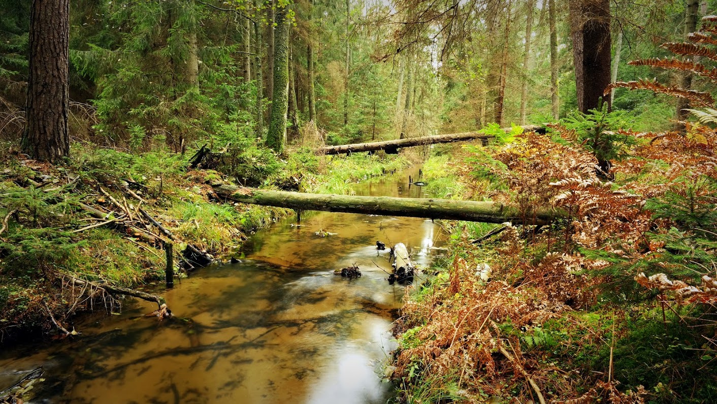 Puszcza Piska – dzika natura, tajemnice i historia największego lasu Mazur