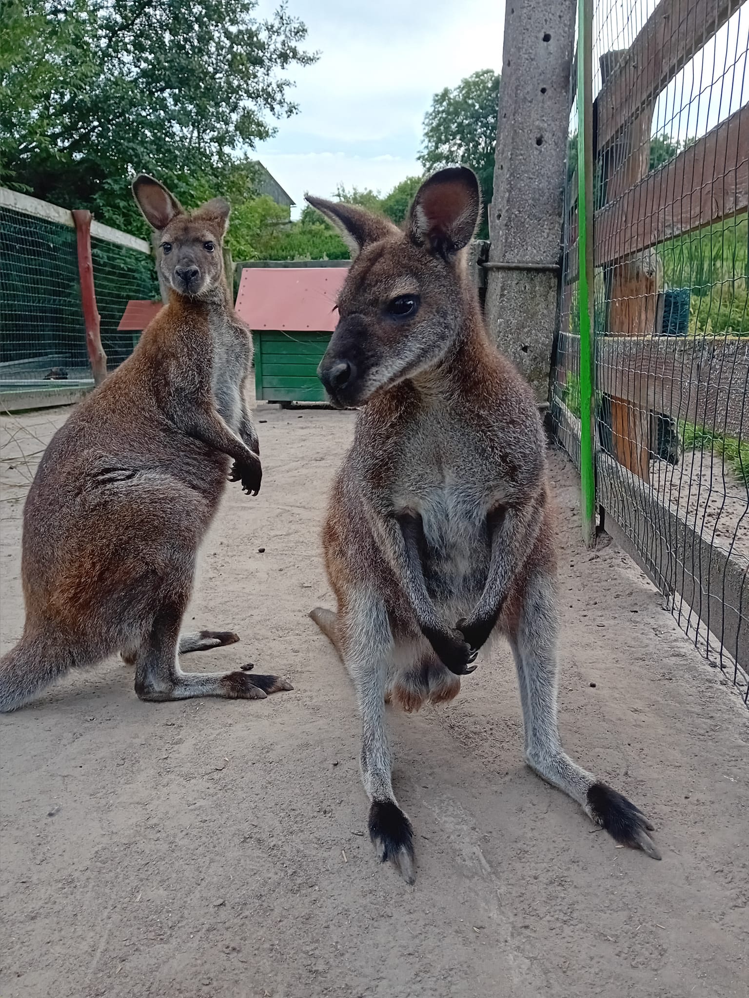 Mazurskie Mini Zoo w Kąpie – wyjątkowa atrakcja dla całej rodziny