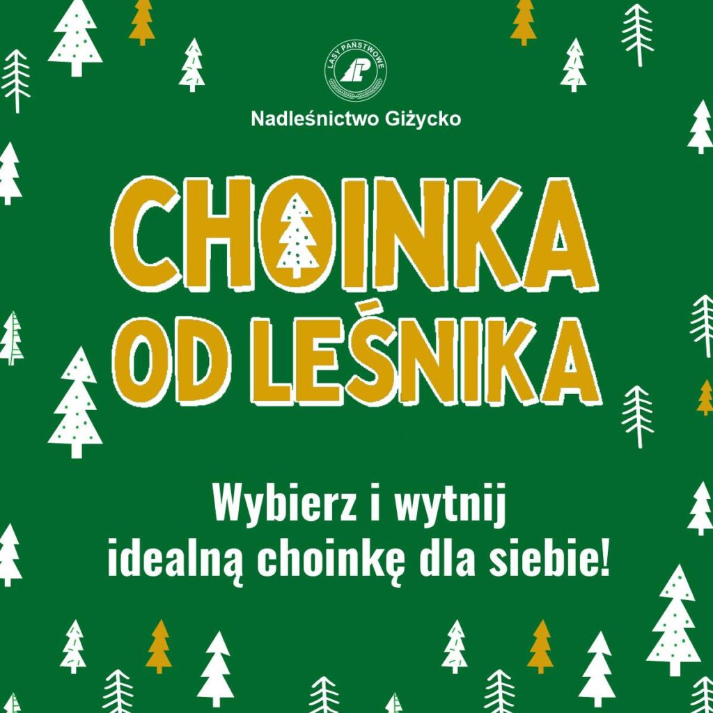 Choinka od leśnika – 20 grudnia 2025. Wybierz i zetnij własne drzewko prosto z plantacji