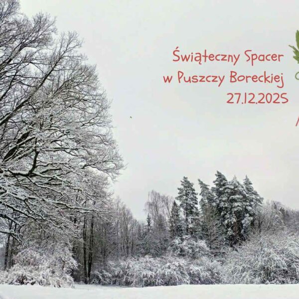 Świąteczny spacer w Puszczy Boreckiej. Zimowa wędrówka do królewskiego dębu